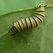 Monarch Butterfly Caterpillar by cjwhite