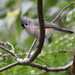 Tufted Titmouse by cjwhite