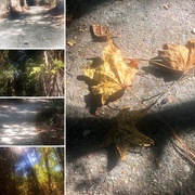 25th Nov 2020 - A fall stroll at lunchtime