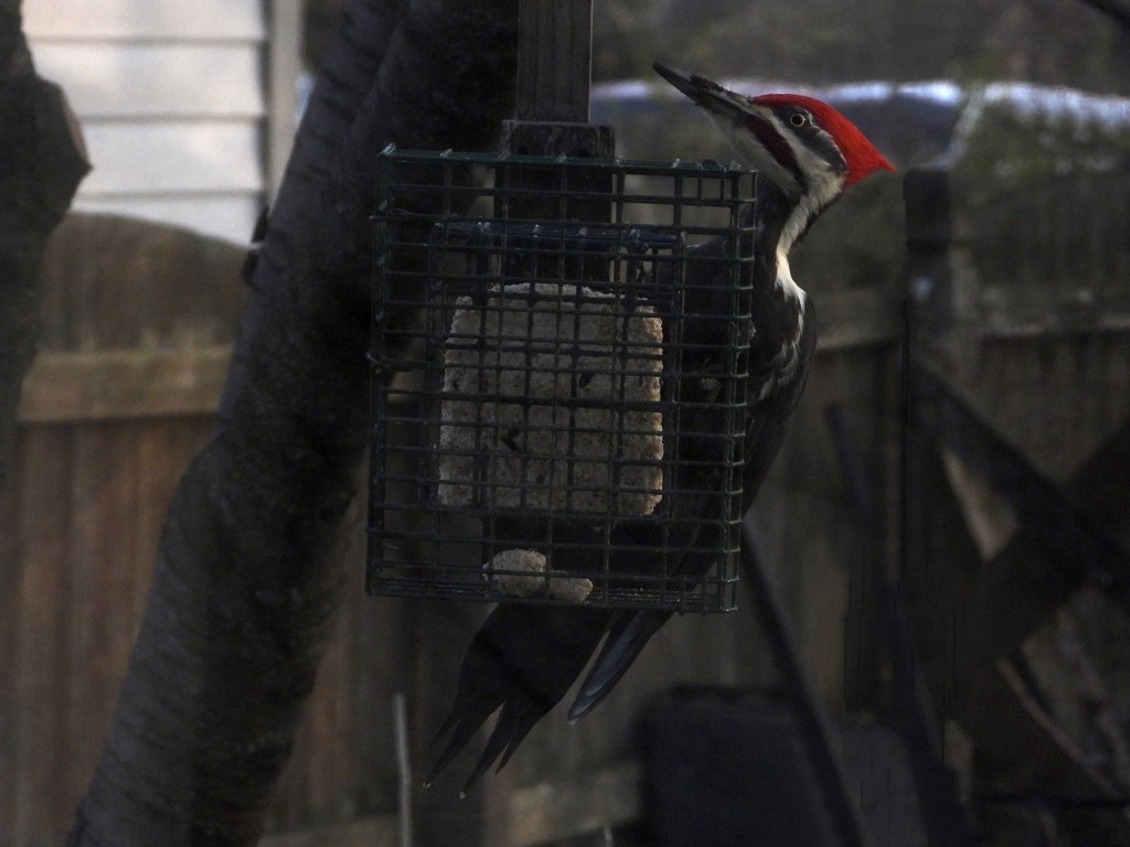 Pileated woodpecker 2 by amyk