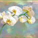 Orchids in pastels by ludwigsdiana