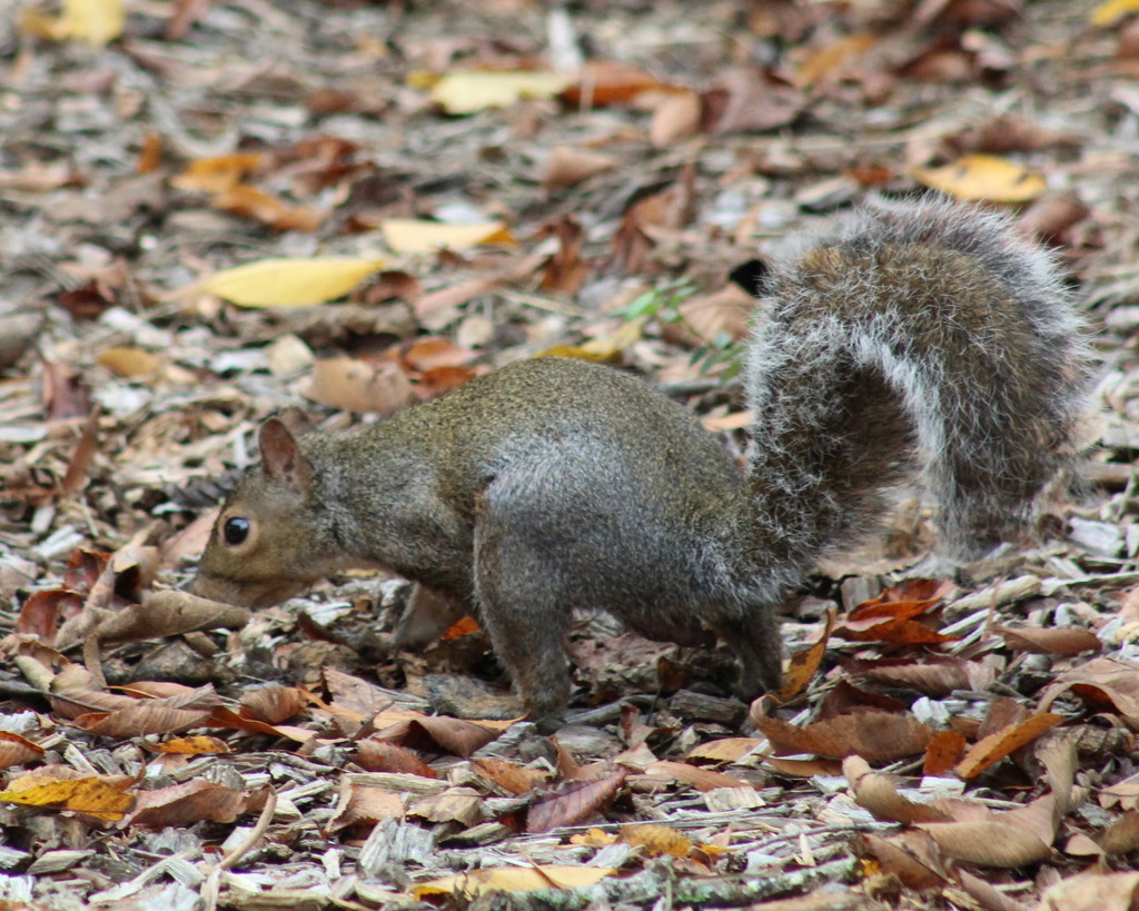Squirrel by cjwhite