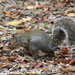 Squirrel by cjwhite