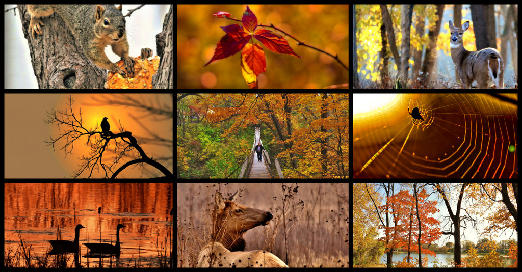 Fall Facebook Cover by lynnz