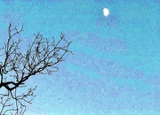 25th Nov 2020 - Moon and bare branches