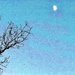 Moon and bare branches by congaree