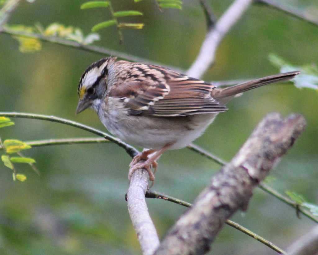 White-Throated Sparrow by cjwhite