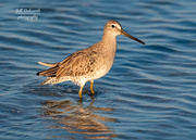 25th Nov 2020 - Willet posing for a pic