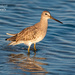 Willet posing for a pic by photographycrazy