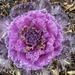 Ornamental Cabbage by radiogirl