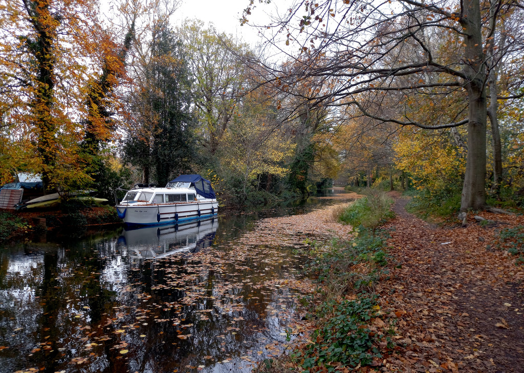 Nov 16th Basingstoke Canal   by valpetersen