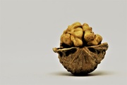 25th Nov 2020 - walnut 2
