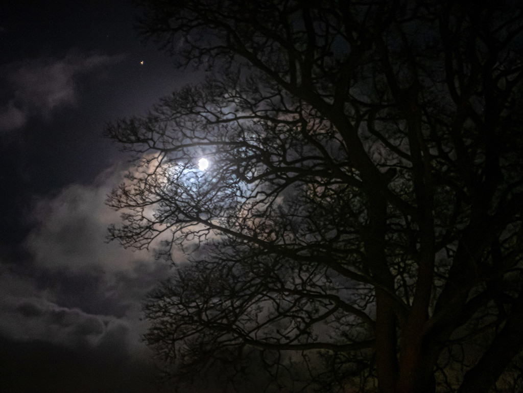 Moon through the trees by frequentframes