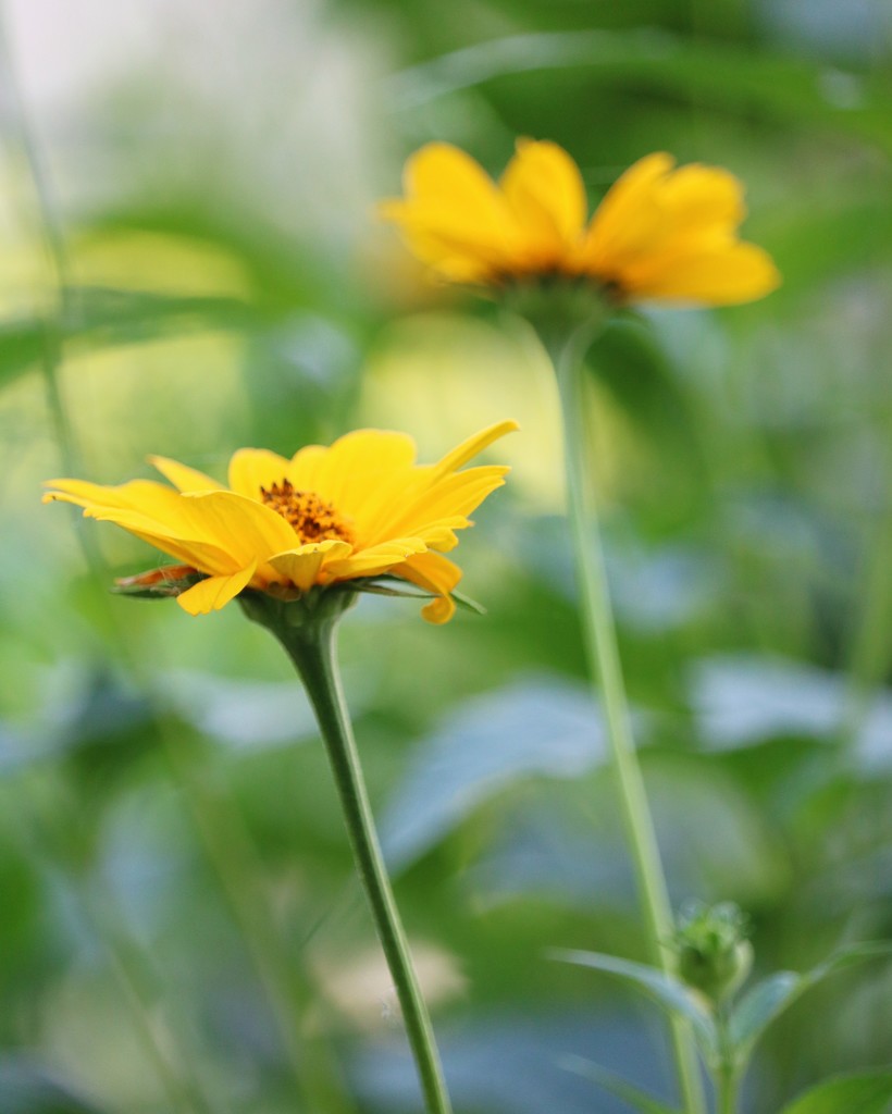 June 15: Coreopsis by daisymiller