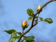 15th Nov 2020 - More  blooms on the way...