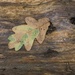 Oak by helenhall