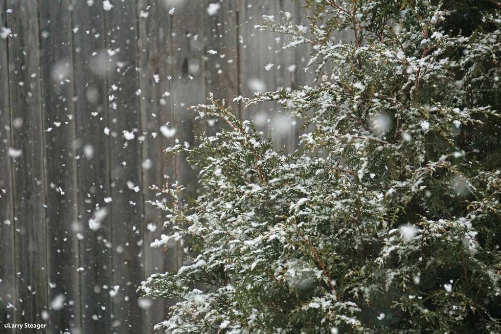 Snow fall by larrysphotos