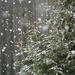 Snow fall by larrysphotos