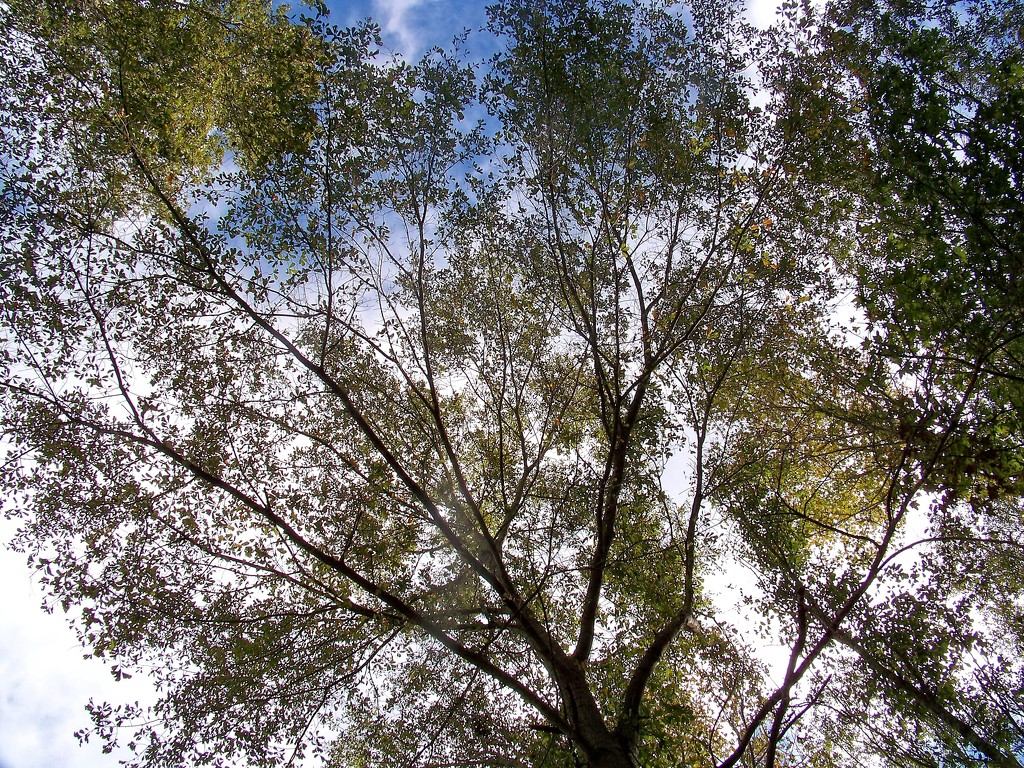 Water oak canopy... by marlboromaam