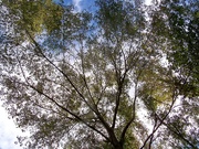 26th Nov 2020 - Water oak canopy...