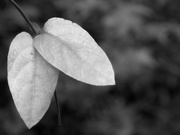 26th Nov 2020 - Honeysuckle vine leaves...