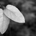 Honeysuckle vine leaves... by marlboromaam