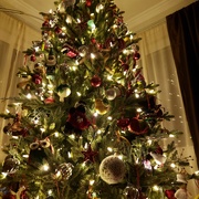 15th Nov 2020 - O' Christmas Tree