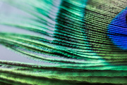 25th Nov 2020 - Peacock Feather Up Close