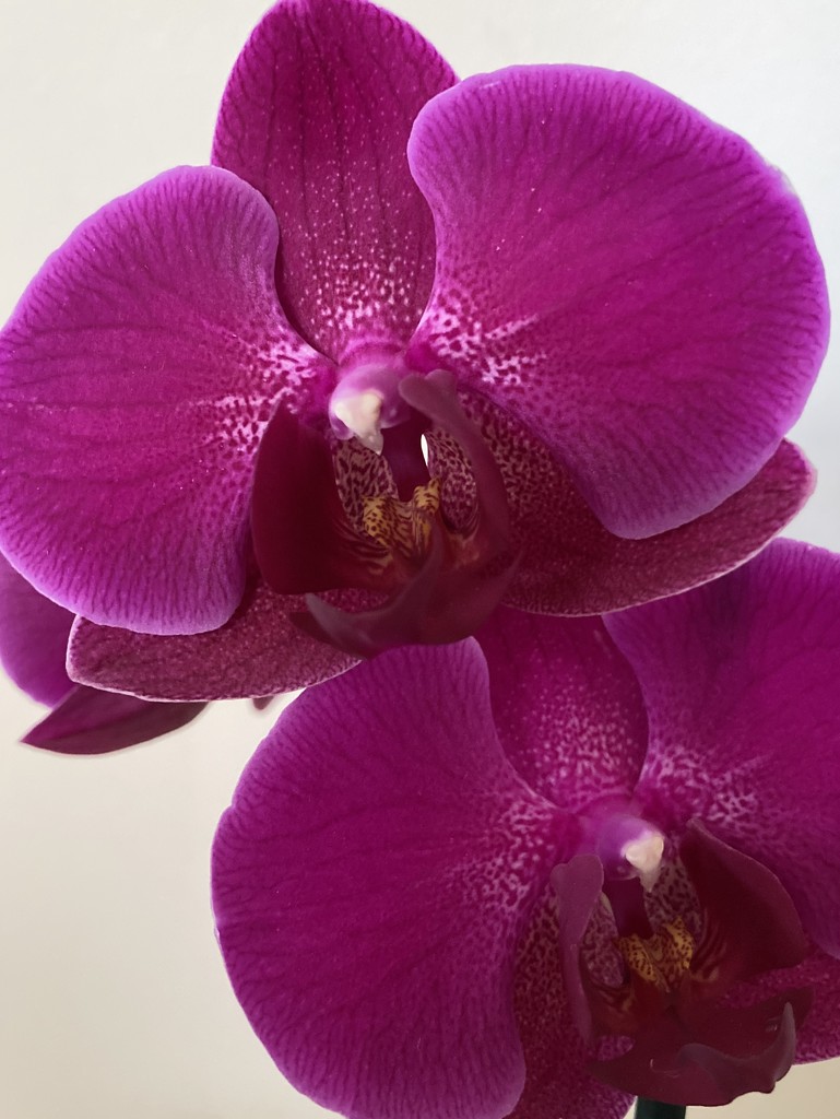 Orchid by narayani