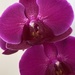 Orchid by narayani