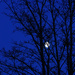 The moon from bedroom window by jon_lip