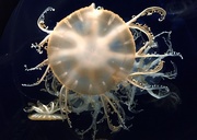 24th Sep 2020 - Tokyo. Jellyfish at aquarium. 