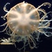 Tokyo. Jellyfish at aquarium.  by johnfalconer