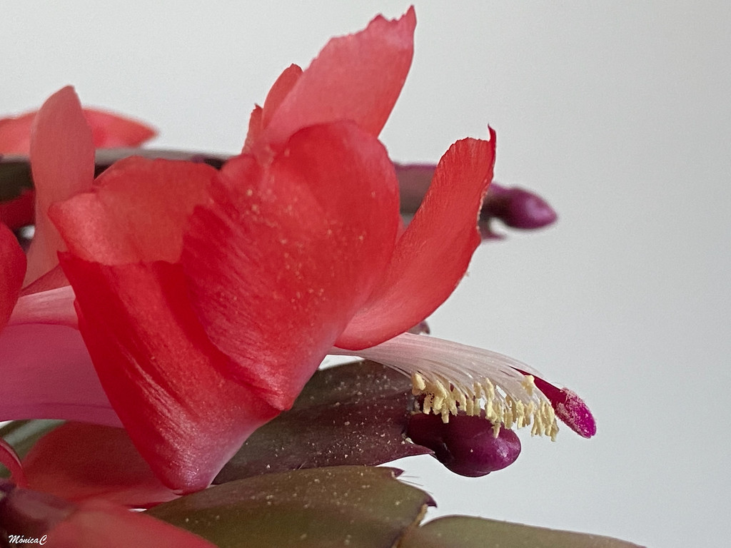 Christmas cactus by monicac