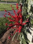25th Nov 2020 - Christmas berries