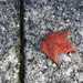 Leaves 10 - Fall 2020 Red Leaf by houser934