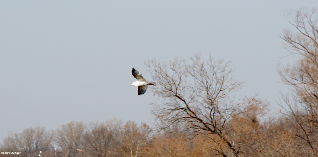 Freedom by larrysphotos