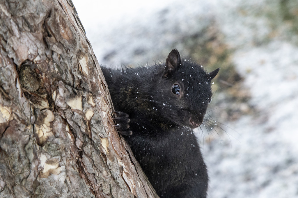 Kariya Park Squirrel by pdulis