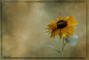 23rd Nov 2020 - Textured Sunflower