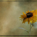 Textured Sunflower by lstasel