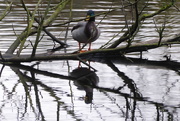 18th Nov 2020 - A moment of reflection for this duck!