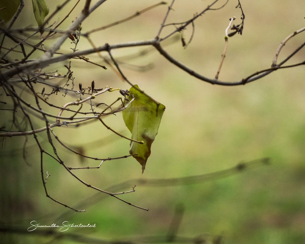 One remaining leaf by sschertenleib