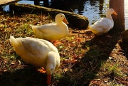 26th Nov 2020 - 11-26-20 3 white ducks