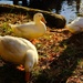 11-26-20 3 white ducks by clayt