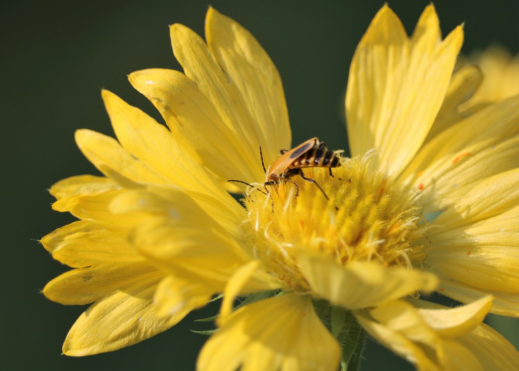 September 3: Insect on Coreopsis by daisymiller