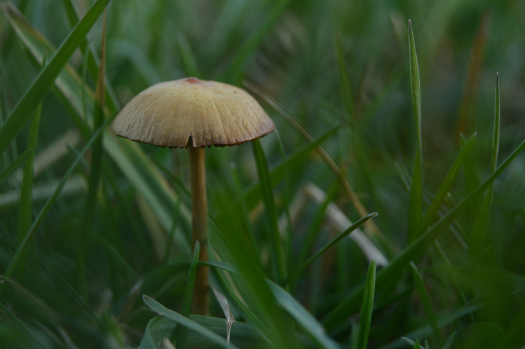 mushroom by francoise