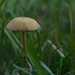 mushroom by francoise