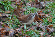 26th Nov 2020 - Carolina Wren