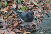 25th Nov 2020 - Dark-eyed Junco