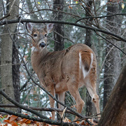 24th Nov 2020 - White-tailed Deer